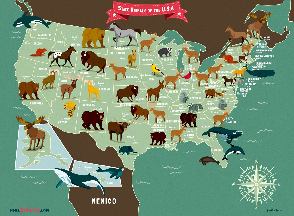 Illustrated Map State Animals Of The USA Jennifer Farley